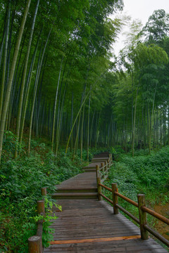江蘇宜興竹海風景區(qū)夏日迷人風光