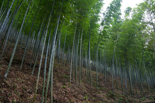 江蘇宜興竹海風(fēng)景區(qū)夏日迷人風(fēng)光
