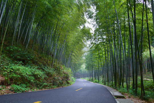 江蘇宜興竹海風(fēng)景區(qū)夏日迷人風(fēng)光