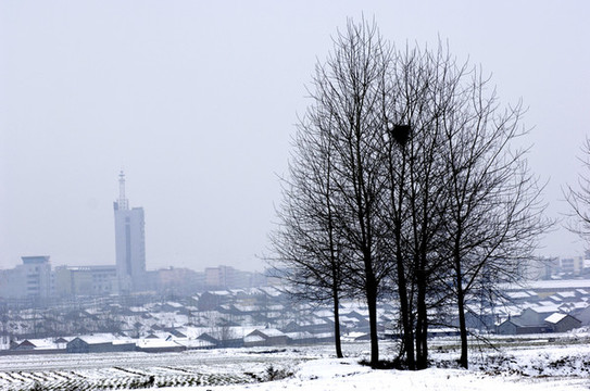 雪景
