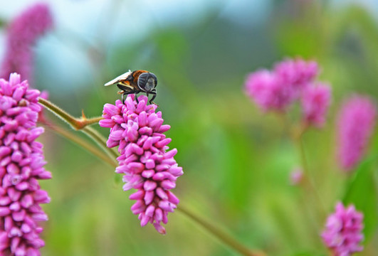 蜜蜂采蜜