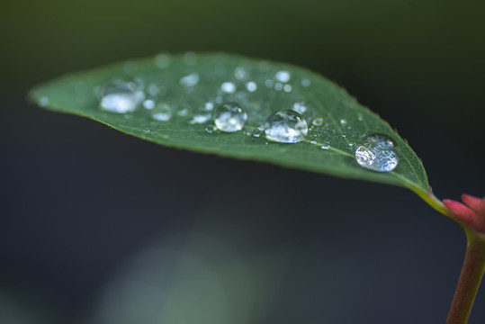 雨水