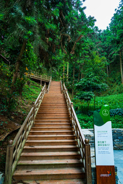 廣西高峰森林公園木棧道