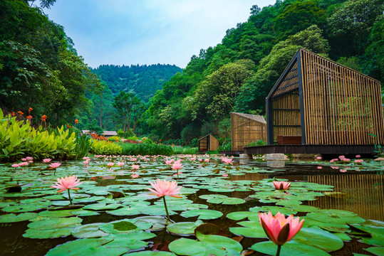 廣西高峰森林公園蓮花池