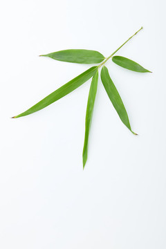 竹葉3