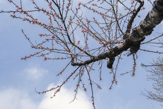 一樹(shù)桃花開(kāi)