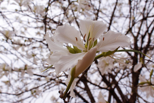 紫荊花