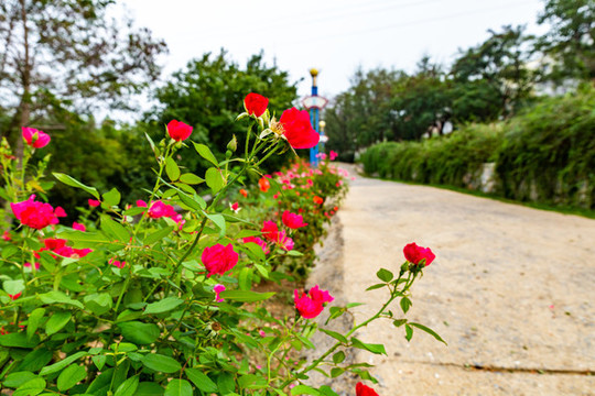 公園小路