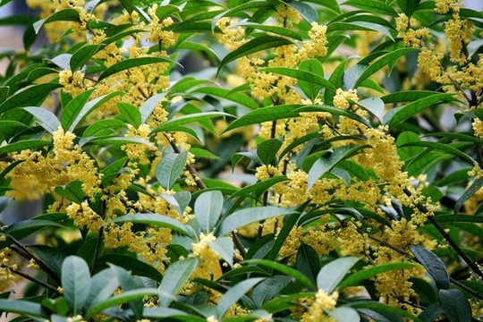 桂花