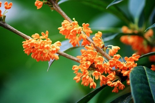 桂花