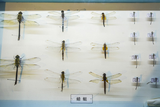 蜻蜓標(biāo)本