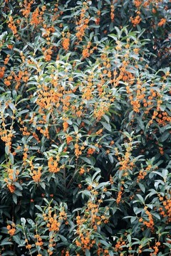 桂花