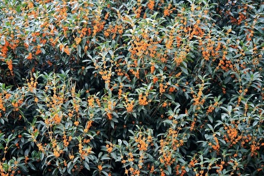 桂花