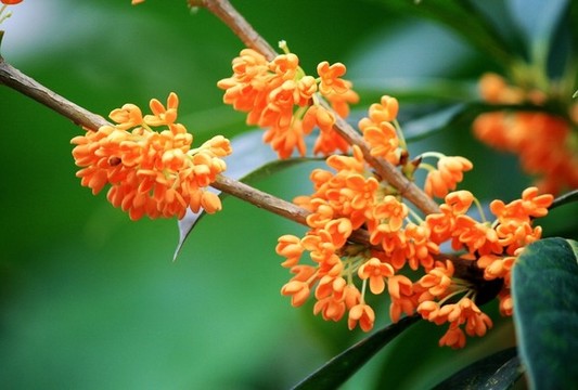 桂花