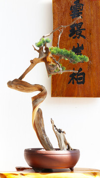 盆栽綠植