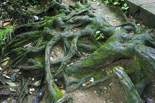 樹(shù)根