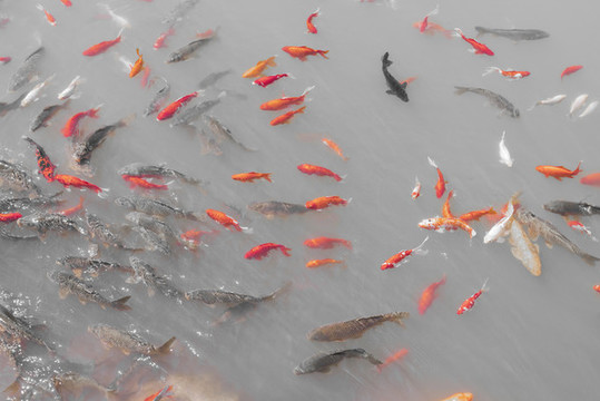 魚群