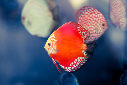 水底魚群