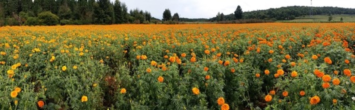 萬壽菊