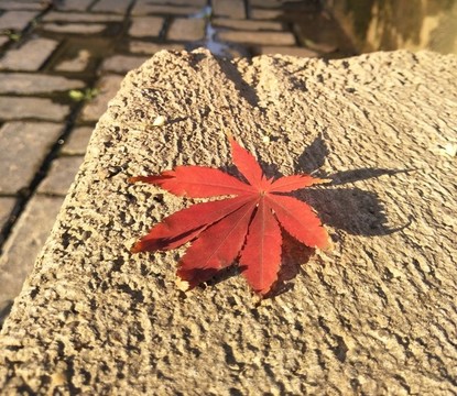 一片楓葉