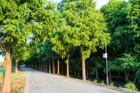 農(nóng)村水泥路
