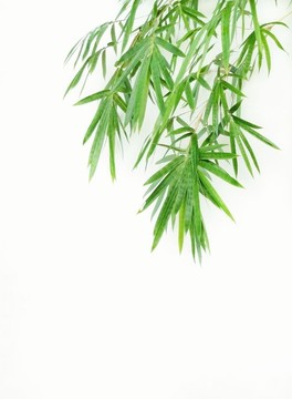竹