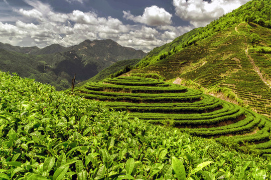 茶园种植基地茶山