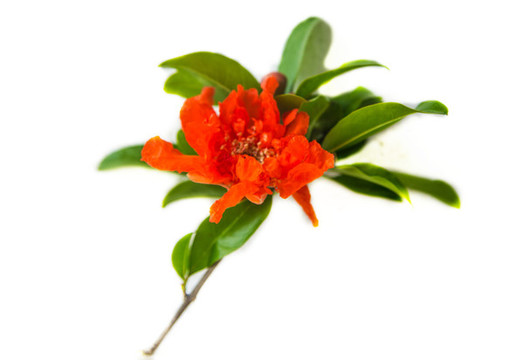 石榴花