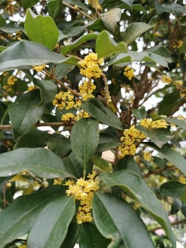 桂花