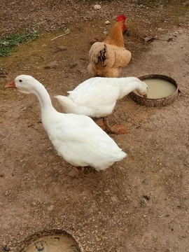 鵝