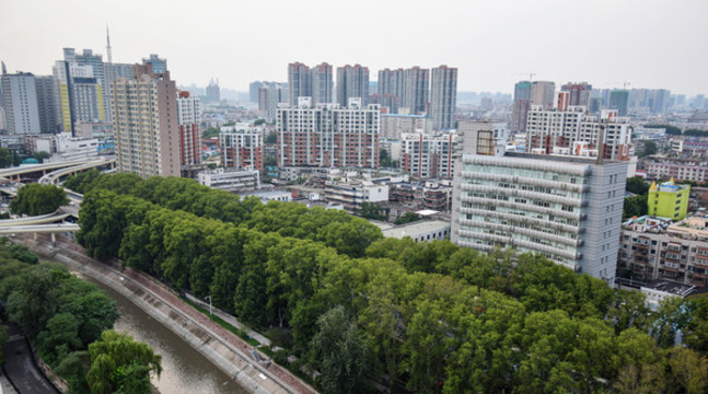 城市高樓和行道樹