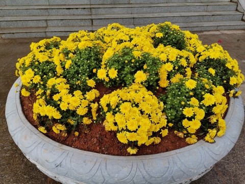 菊花