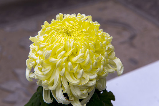 秋菊