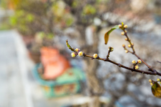 枝杈
