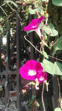牽牛花