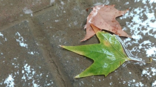 雨后落葉
