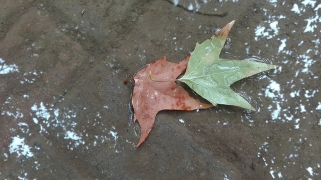 雨后落葉