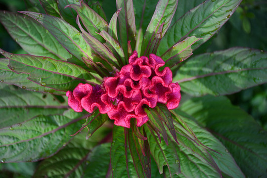 雞冠花