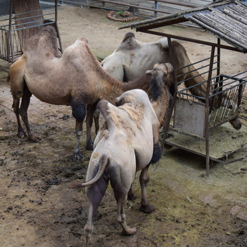 動物園里的駱駝