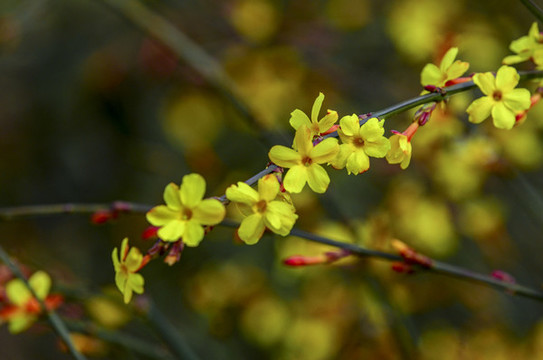 迎春花素材