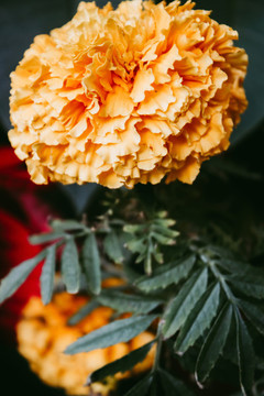 萬壽菊