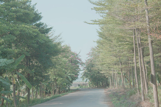 低涌田園