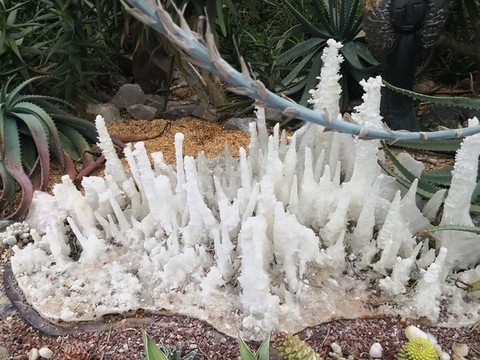 白珊瑚