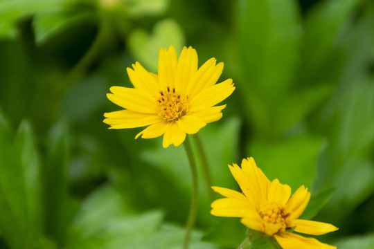小野菊