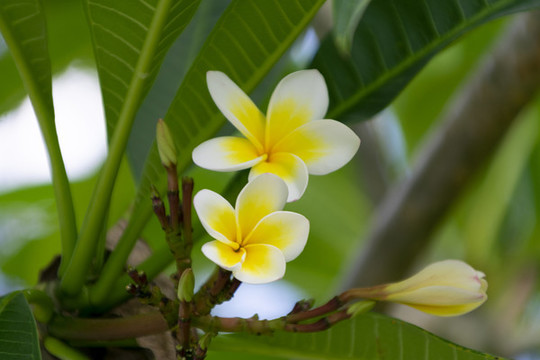 雞蛋花