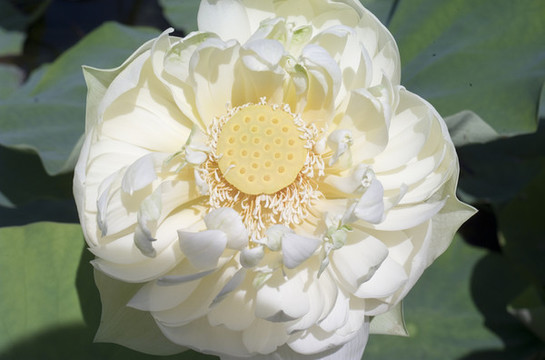 黃蓮花