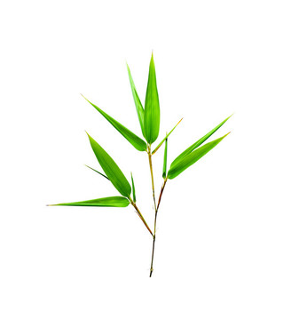 竹子竹葉