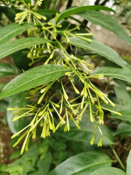 夜香樹(shù)
