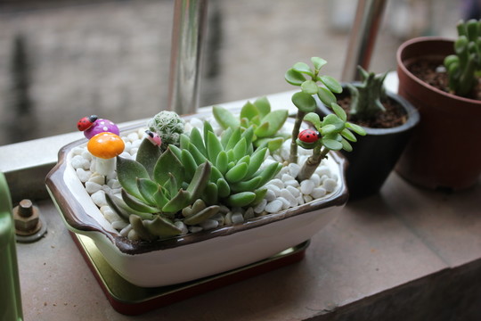 多肉植物盆景