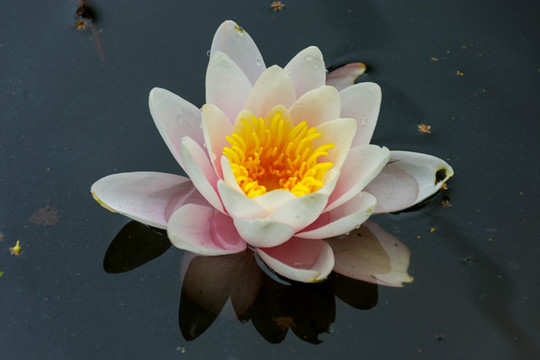 水蓮花
